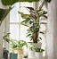 Image result for IKEA Bergpalm