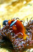 Image result for iPhone 6s Fish Wallpaper