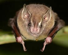 Image result for Colorado Bat Species