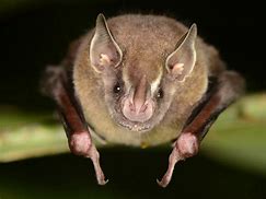 Image result for Artsy Bat
