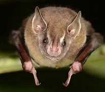 Image result for Red Eye Bat