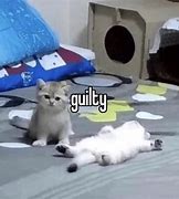 Image result for Guilty Cat Meme