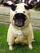 Image result for Happy Birthday Pug Funny