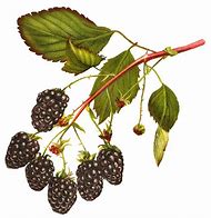 Image result for BlackBerry Habanero Clip Art