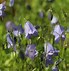 Image result for campanula_cochleariifolia