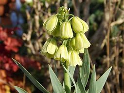 Image result for Fritillaria persica Ivory Bells