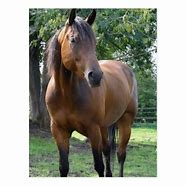 Image result for Bay Thoroughbred Racehorse