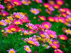 Image result for Flower Home Screen
