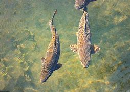 Image result for Swamp Fish