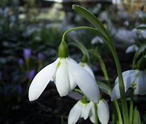 Image result for Galanthus Kingston Double