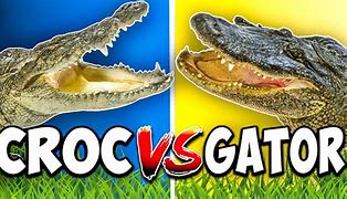 Image result for Difference Between Crocodile and Alligator Drawing