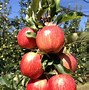 Image result for Devil Gala Apple