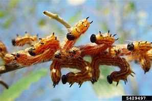 Image result for "yellownecked-caterpillar"