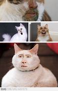 Image result for Photoshopped White Cat Meme