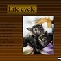 Image result for Rousette Fruit Bat