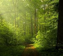 Image result for Forest 8K