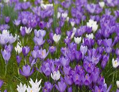 Image result for Purple Spring Flowers Wallpaper