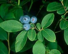 Image result for Vaccinium corymbosum Misty