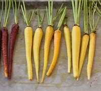 Image result for Dobla Carrot