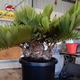 Image result for Zamia Furfuracea