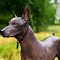 Image result for Cool Looking Dog Breeds