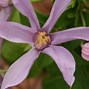 Image result for Pink Clematis Varieties