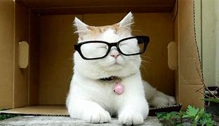 Image result for Cat Eye Glasses Meme