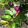 Image result for Lagerstroemia Early Bird Purple