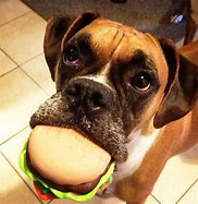 Image result for Funny Dog Chew Toys