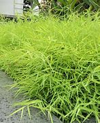 Image result for Bamboo Grass