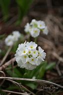 Primula denticulata Alba 的图像结果