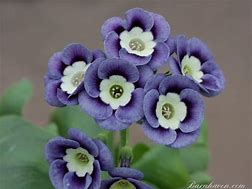 Image result for Primula auricula Piers Telford