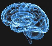 Image result for Blue Brain