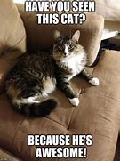 Image result for You Are Awesome Cat Meme