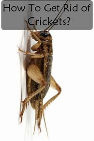 Image result for Get Rid of Camel Crickets