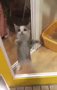 Image result for Cat Excited Jump Gift