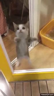 Image result for Happy Cat Meme GIF
