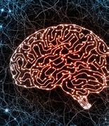 Image result for Brain Circuitry