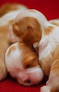 Image result for All Cute Pets