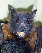 Image result for Happy Fruit Bat