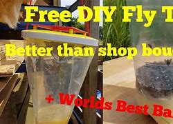 Image result for Best Fly Trap Bait
