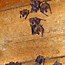 Image result for Big-Eared Bat