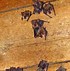 Image result for Townsend Big-Eared Bat