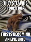 Image result for Dirty Cat Memes