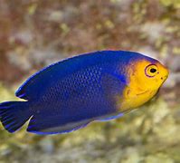 Image result for Blue Aquarium Fish