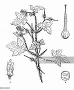 Image result for Geranium robertianum maritimum