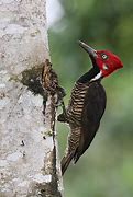 Image result for Campephilus gayaquilensis