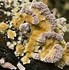 Image result for Polypore Species