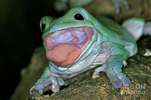 Image result for White Tree Frog Cute