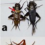 Image result for Feeder Crickets for Pet Frogs Distance Betwwen Eyes Images